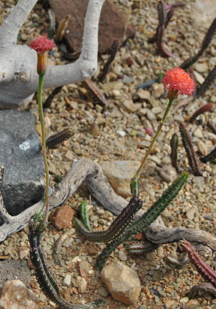 Изображение особи Kleinia stapeliiformis.