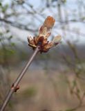 Aesculus hippocastanum