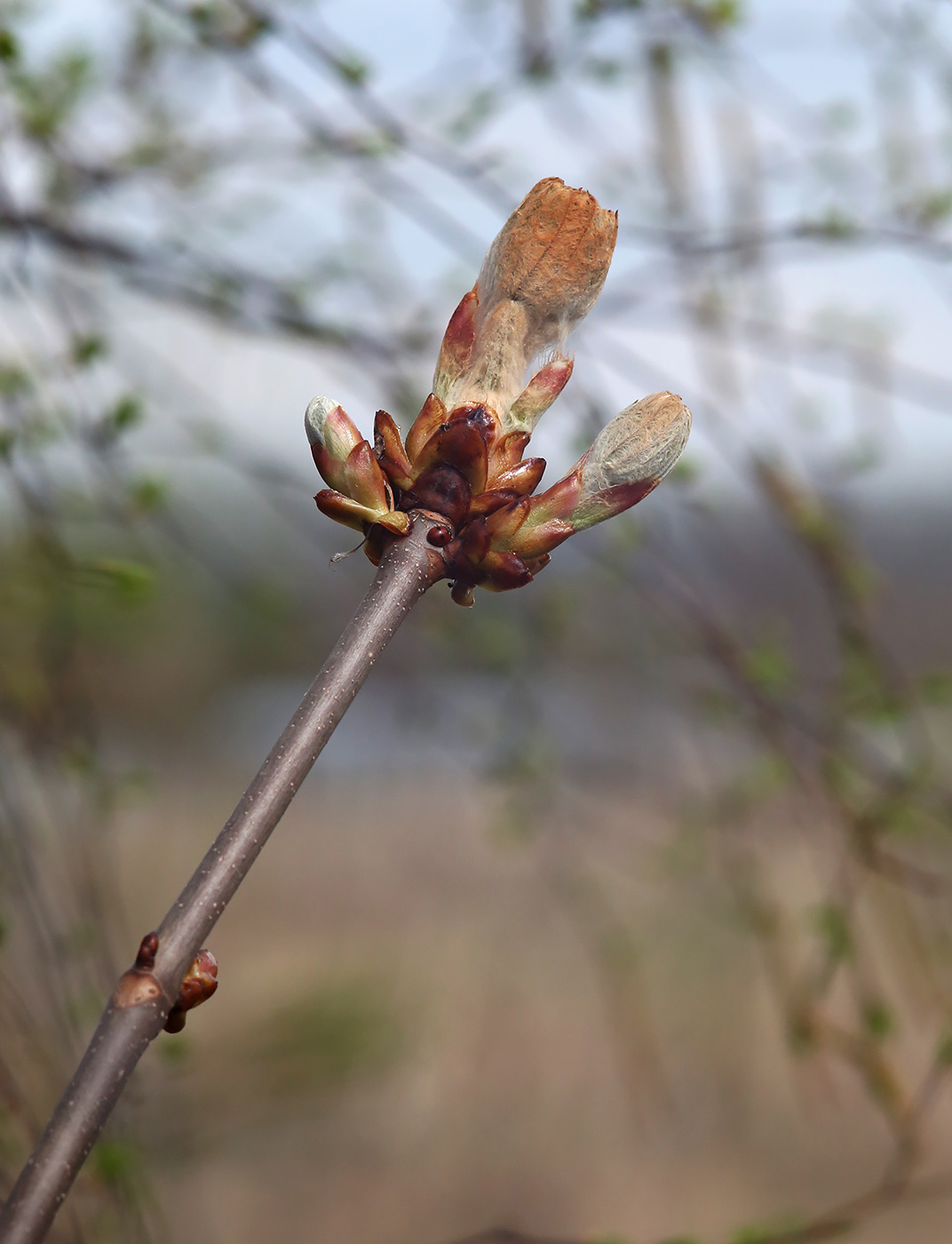 Image of Aesculus hippocastanum specimen.