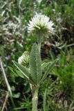 Trifolium montanum. Верхняя часть побега с соцветием. Горный Крым, яйла Тырке. 9 июня 2010 г.