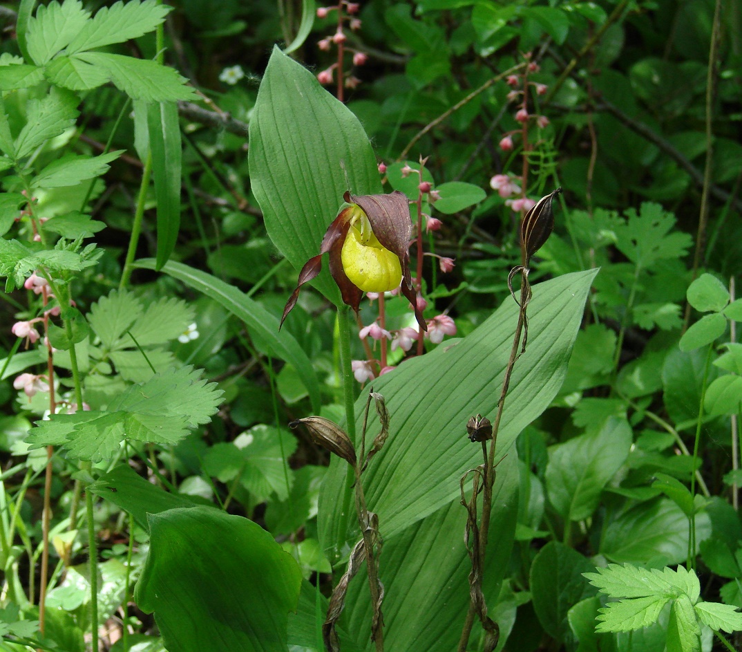 Изображение особи Cypripedium calceolus.
