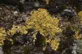 Vulpicida tilesii. Таллом в сообществе с Cladonia, Hypogymnia, Rhizocarpon и другими лишайниками. Республика Алтай, Кош-Агачский р-н, Северо-Чуйский хребет, долина р. Актру, нижняя часть поросшего лиственницей каменистого склона северо-западной экспозиции, на замшелом камне. 14.08.2018.