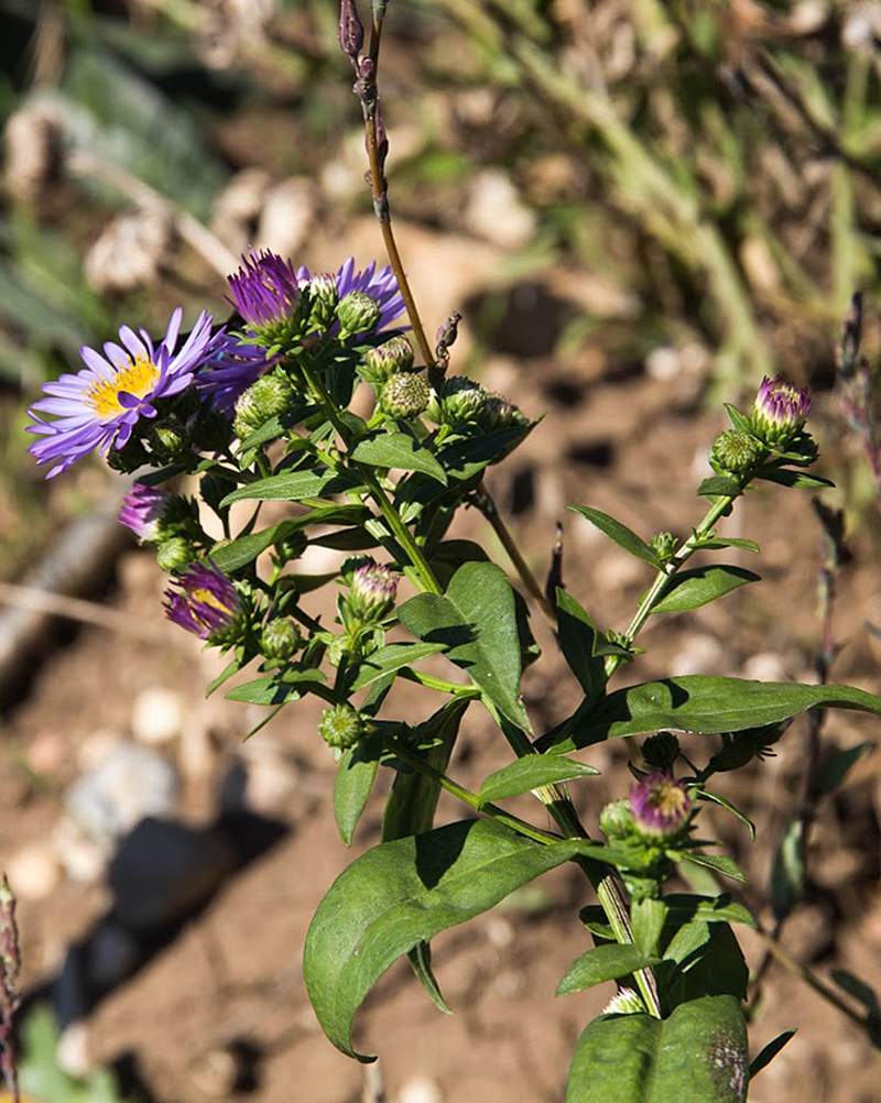 Image of genus Symphyotrichum specimen.