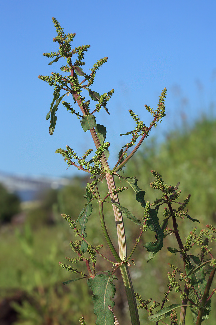 Изображение особи Rumex gmelinii.