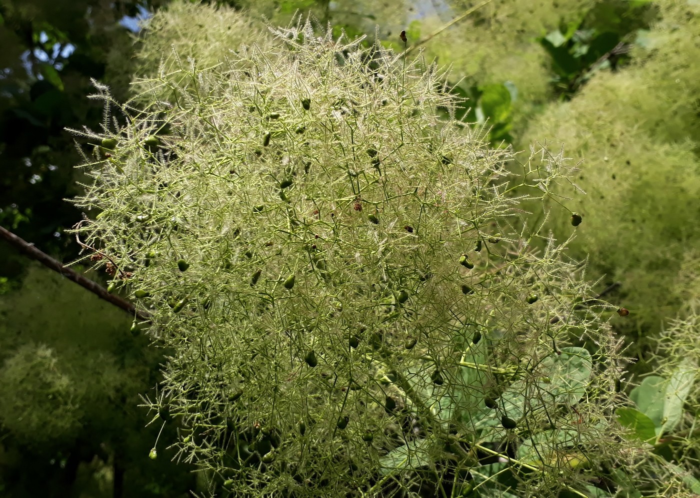 Image of Cotinus coggygria specimen.