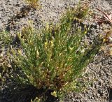 Pseudolinosyris grimmii