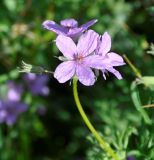 Erodium laciniatum