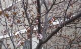 genus Prunus