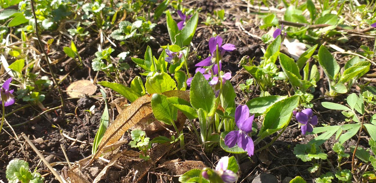 Image of Viola hirta specimen.