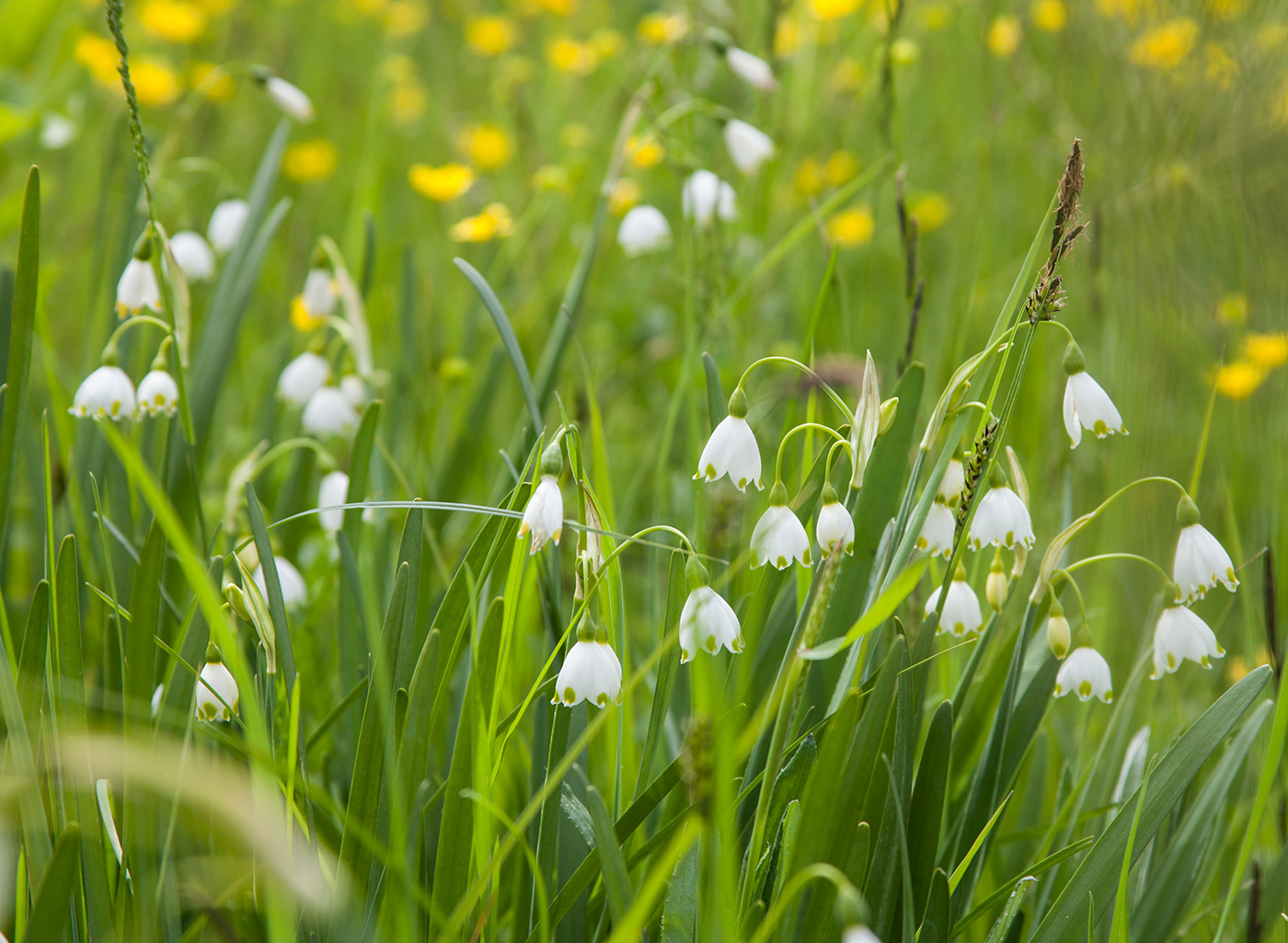 Image of Leucojum aestivum specimen.