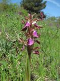 Anacamptis collina подвид fedtschenkoi. Верхушка цветущего растения. Дагестан, окр. г. Дербент, луг. 23.04.2019.