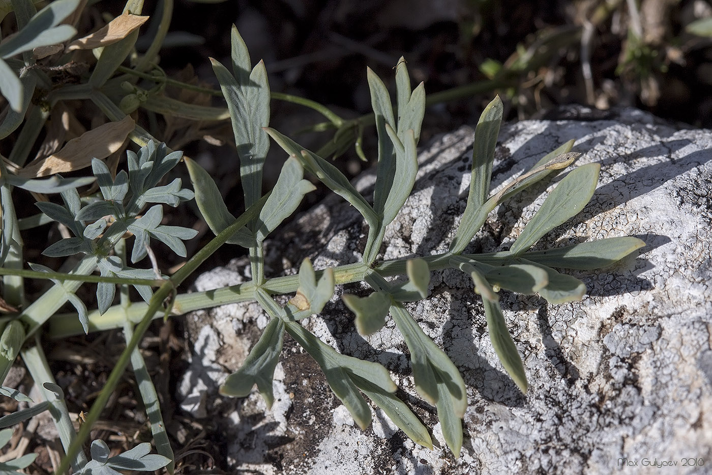 Image of Seseli gummiferum specimen.