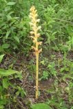 Orobanche lutea f. pallens