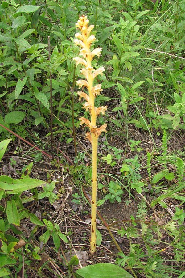 Изображение особи род Orobanche.
