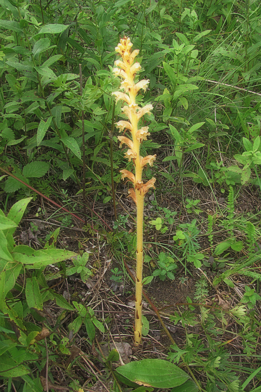 Image of Orobanche alsatica specimen.
