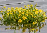 Caltha palustris