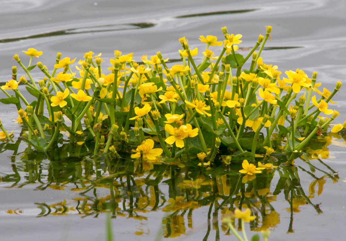 Изображение особи Caltha palustris.