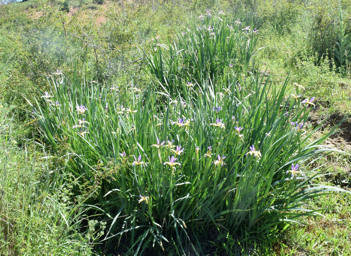 Image of Iris sogdiana specimen.