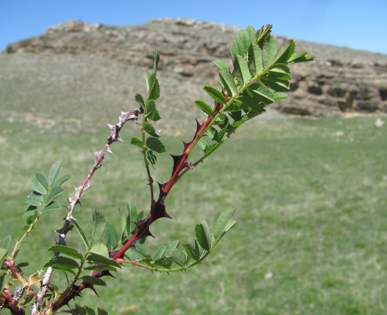 Image of Rosa elasmacantha specimen.