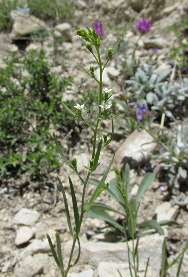 Image of genus Thesium specimen.