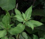 Impatiens glandulifera