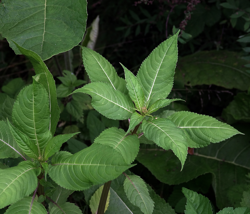 Image of Impatiens glandulifera specimen.
