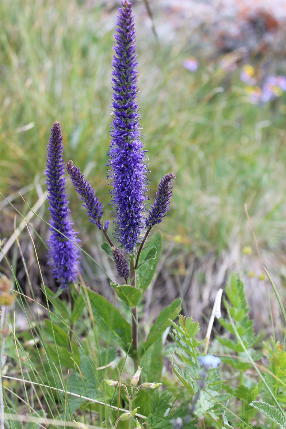 Изображение особи Veronica porphyriana.