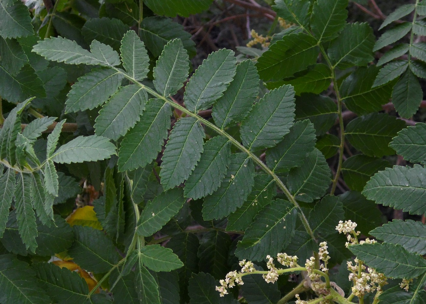 Изображение особи Rhus coriaria.