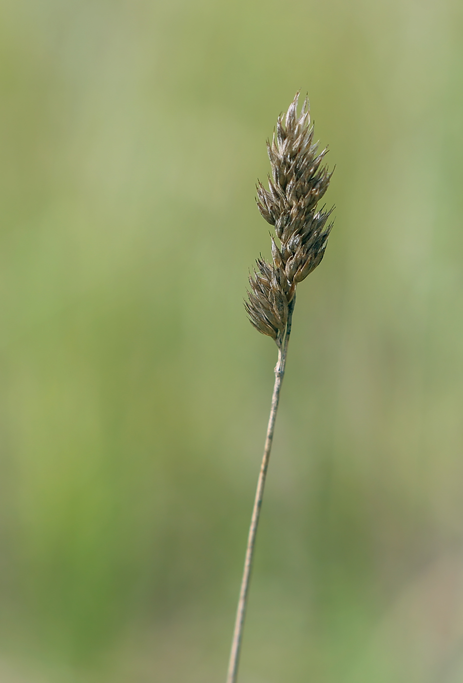 Image of Dactylis glomerata specimen.