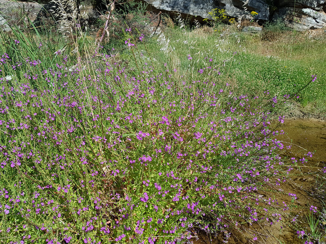 Image of Lythrum junceum specimen.