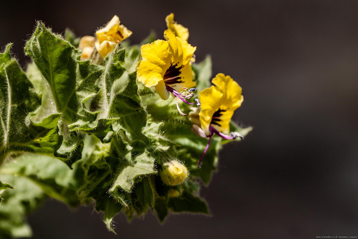 Изображение особи Hyoscyamus aureus.