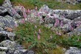 Bistorta officinalis. Цветущие растения. Башкирия, Белорецкий р-н, гора Большой Иремель, ≈ 1400 м н.у.м., каменистый участок горной тундры. 30.07.2019.