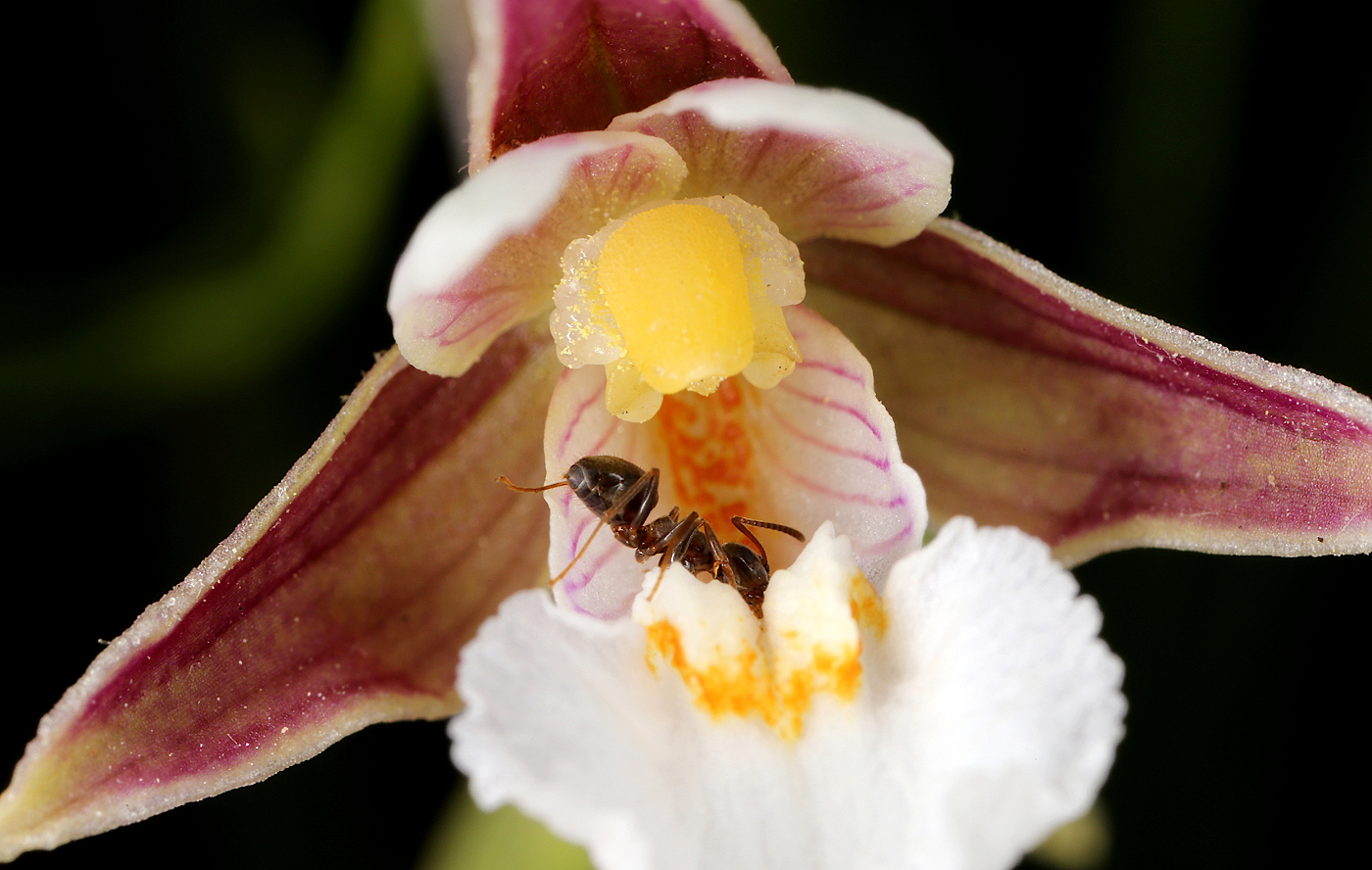 Изображение особи Epipactis palustris.