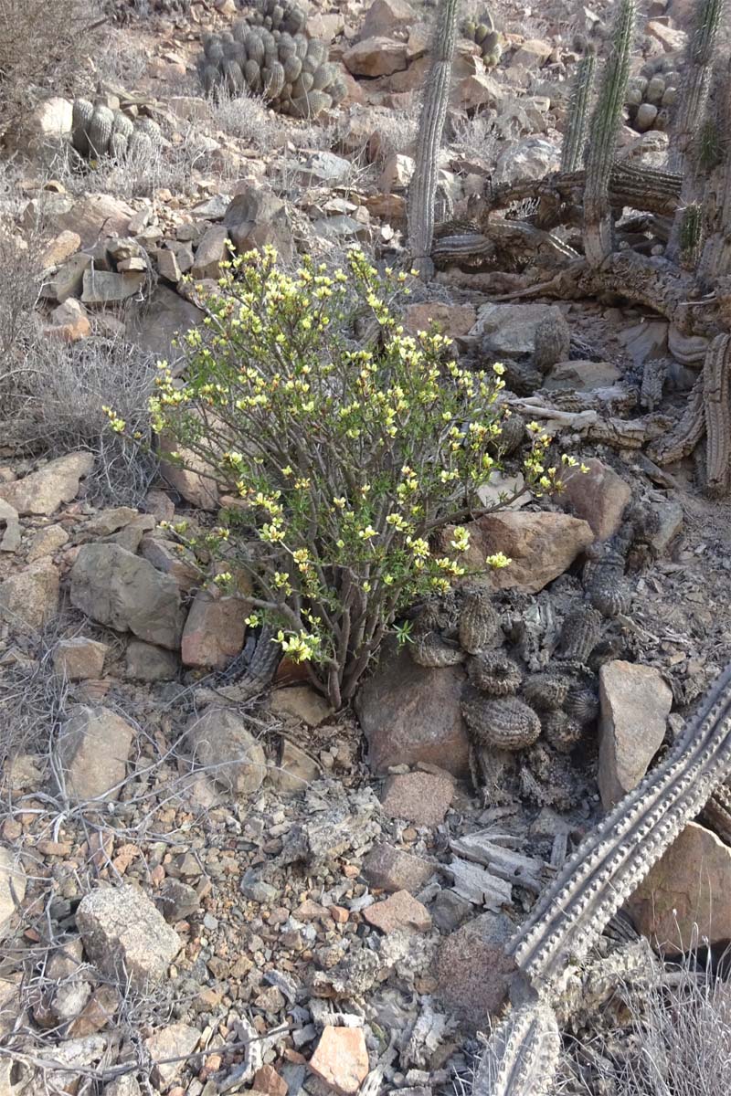 Изображение особи Euphorbia lactiflua.