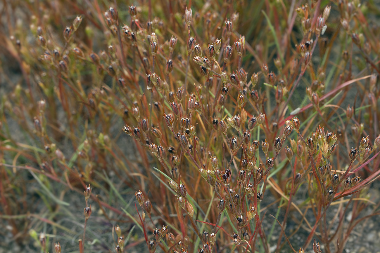 Изображение особи Juncus bufonius.