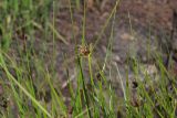 Bolboschoenus planiculmis