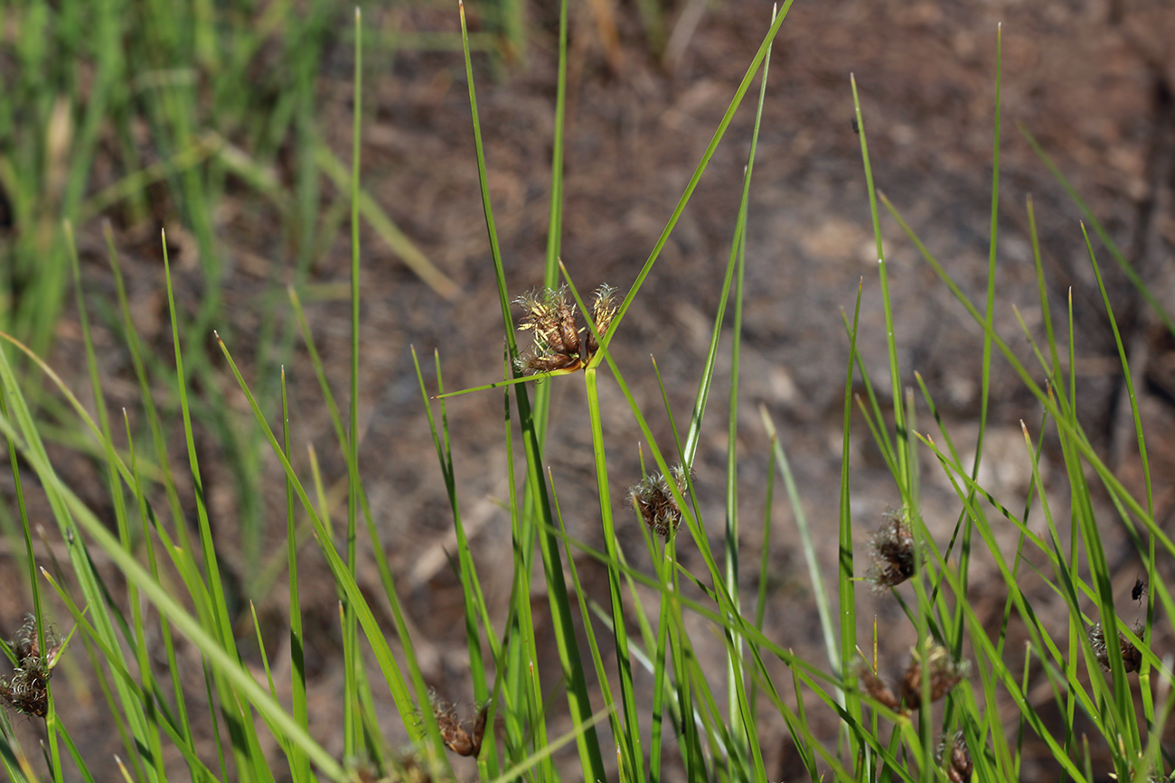 Изображение особи Bolboschoenus planiculmis.