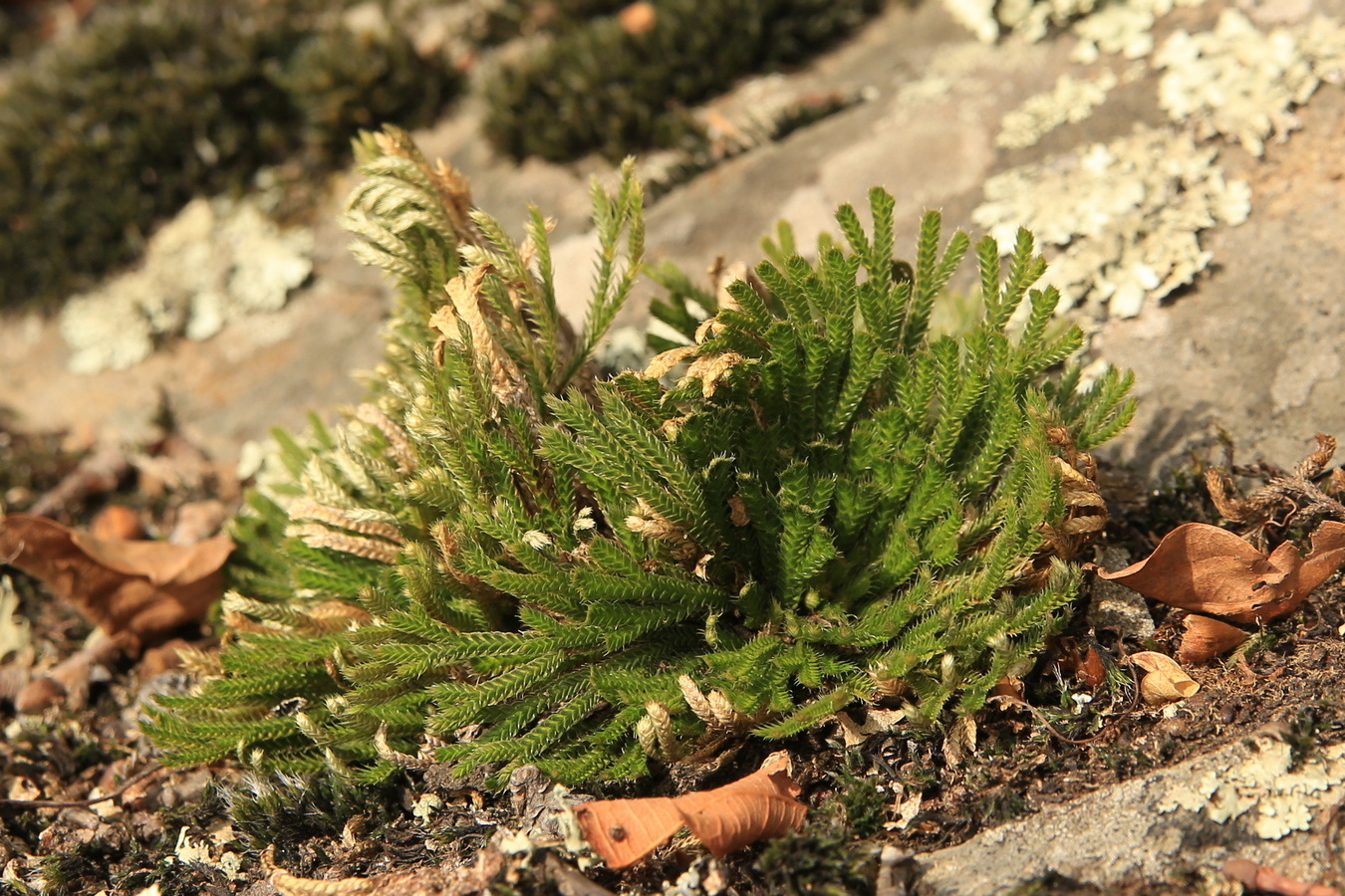 Image of Selaginella tamariscina specimen.