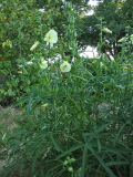 Hibiscus manihot