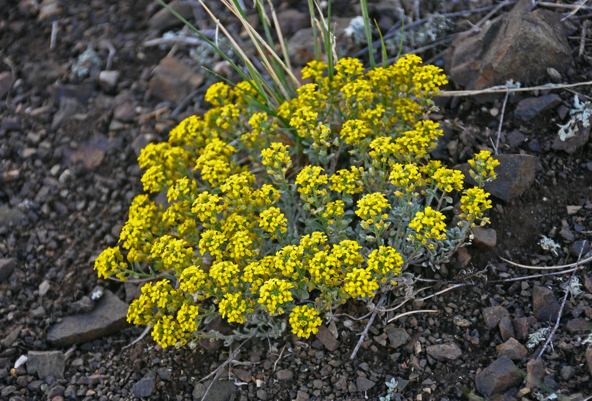 Image of Odontarrhena obovata specimen.