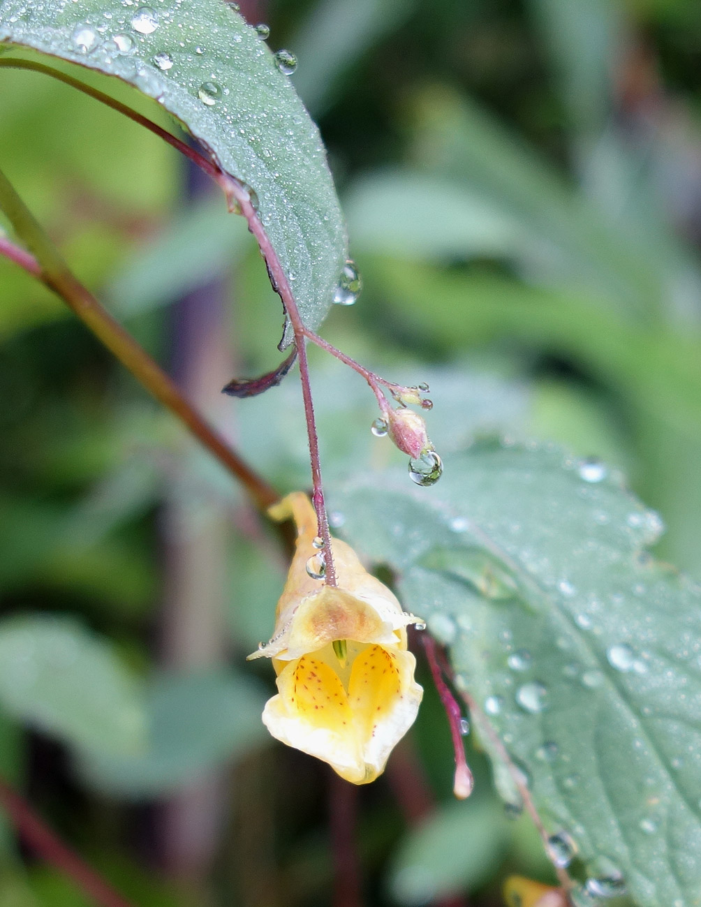 Изображение особи Impatiens noli-tangere.