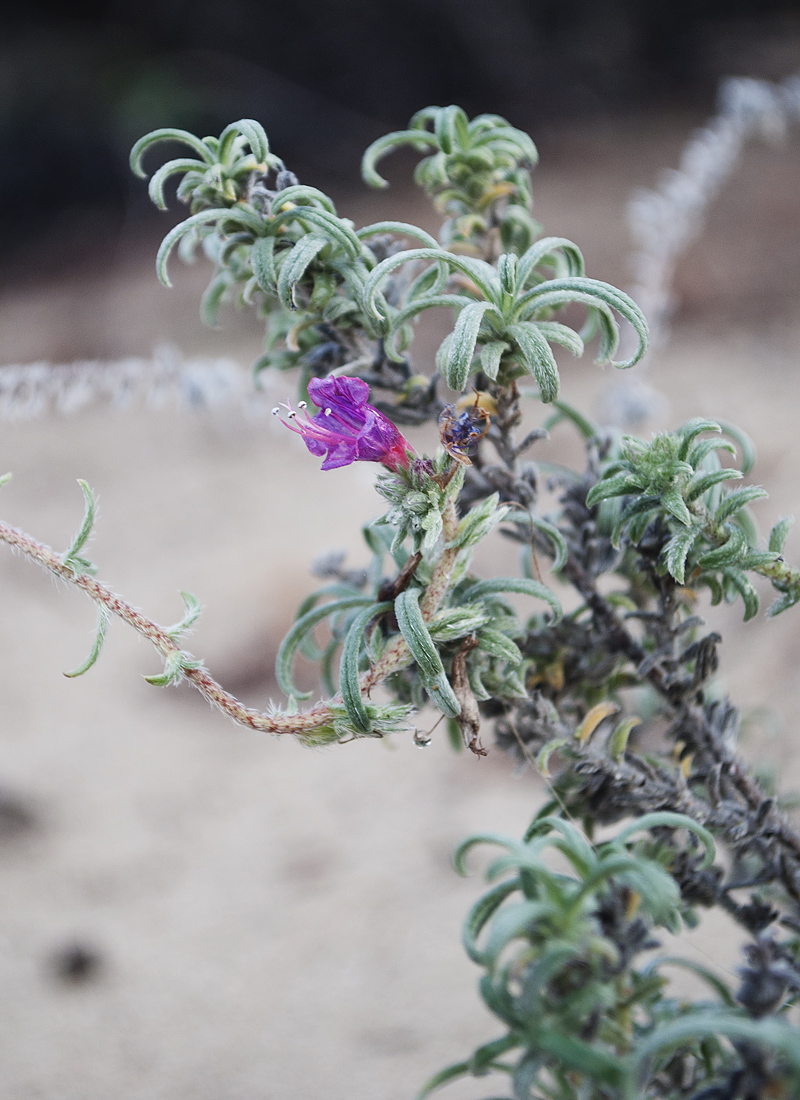 Изображение особи Echium plantagineum.