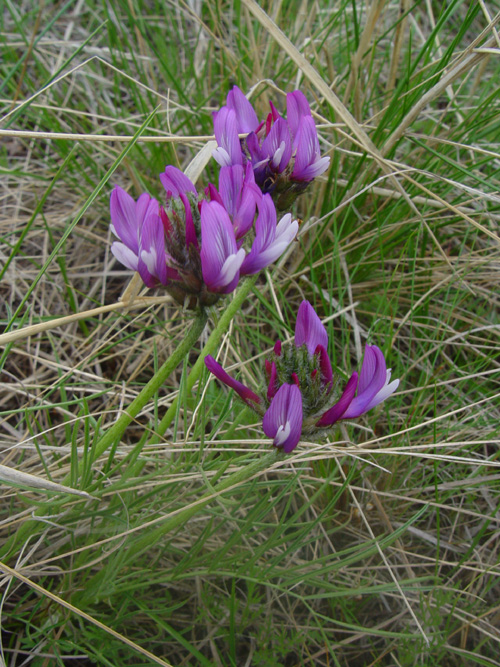 Изображение особи Astragalus angustissimus.