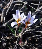 Crocus hartmannianus