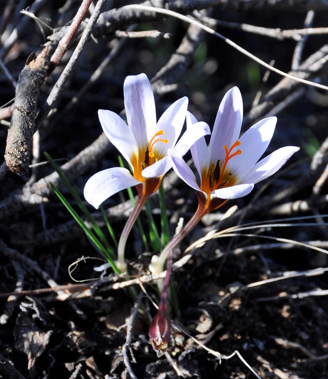 Image of Crocus hartmannianus specimen.