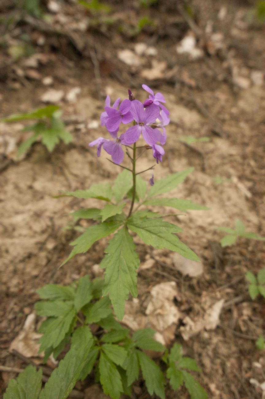 Изображение особи Cardamine quinquefolia.