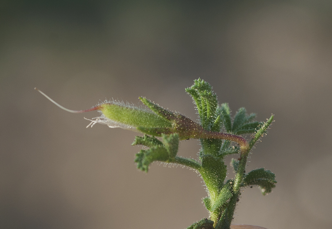 Изображение особи Ononis natrix ssp. hispanica.