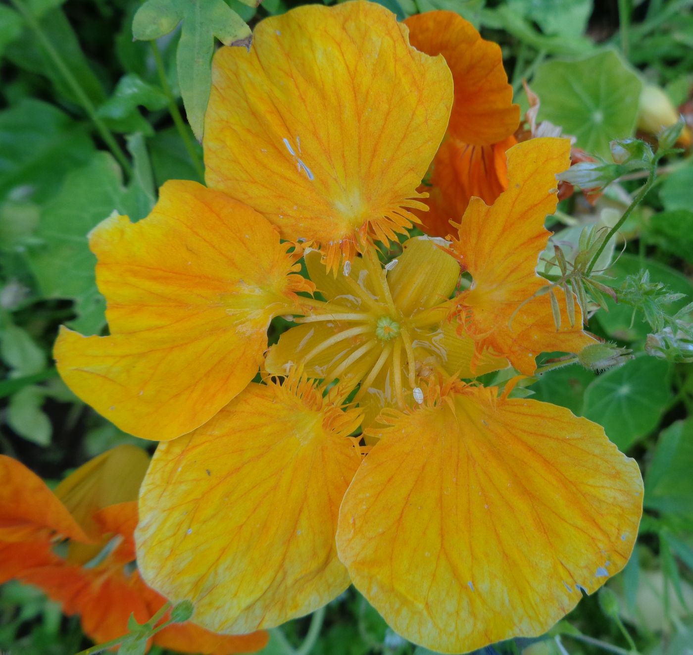 Image of Tropaeolum majus specimen.