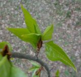 Populus longifolia. Побег с молодыми листьями. Тверская обл., Весьегонск, Приморский парк, около обрыва. 9 мая 2019 г.