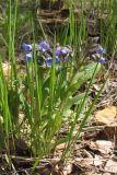 Pulmonaria angustifolia